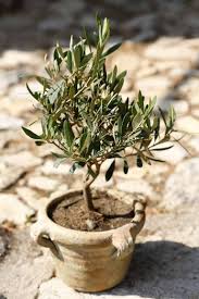 Vous Souhaitez Adopter Un Olivier Sur Votre Terrasse Ou Jardin Suivez Les 8 Informations A Connaitre Sur L Oli Olivier En Pot Arbre Olivier Jardinage En Pots