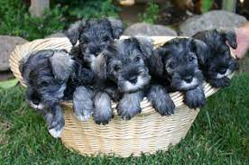 Mini schnauzers are relatively healthy dogs. Miniature Schnauzer For Sale In Indiana Michigan Chicago