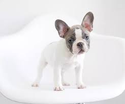 Find the perfect french bulldog puppy for sale in tennessee, tn at puppyfind.com. Dog Breeder Sapphire Blue Frenchies Hendersonville Tn United States