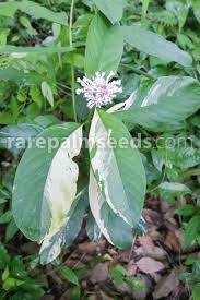 Image result for Berkheya spekeana