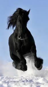 Animal Apple Iphone 5 640x1136 1271 Wallpapers Horses Pretty Horses Most Beautiful Horses