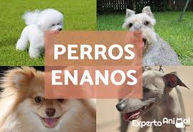 Dejamos a tu disposición las razas de perros más admirables de diferentes tamaños, toy en este apartado te dejamos una lista de los perros de raza más grandes que hay en todo el mundo. 15 Razas De Perros Enanos Caracteristicas Y Fotos