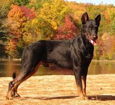A $500 deposit shall be paid with the balance of $2000 due on or before transfer of the dog. Singapore Beauceron Breeders Grooming Dog Puppies Reviews Articles Muamat