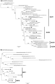 Image result for Halopegia azurea
