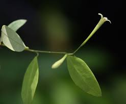 Image result for Synaptolepis