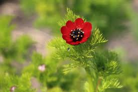 Image result for Aeollanthus ukamensis