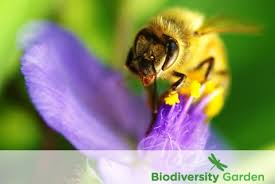 The best decisions on how to garden for ecosystem services and healthy habitat depends on what you are trying to achieve, but some approaches they increase heat retention and surface runoff, and are inhospitable to almost all organisms, contributing to the low biodiversity seen in some urban areas. Biodiversity Garden Space For Life