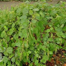 Image result for Barleria boehmii