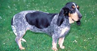 Image result for malý modrý gaskoňský honič