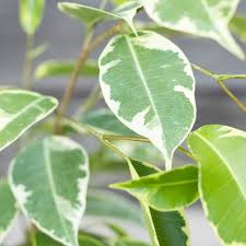 Image result for Ficus benjamina