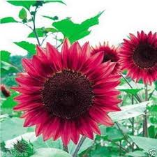 Pin On Gardening
