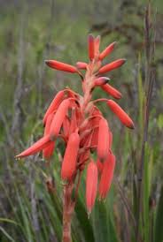Image result for Aloe nuttii