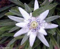 Edelweiss Seeds Leontopodium Alpinum Ukraine 10 Seeds S0637 Garden Decoration In 2020 Edelweiss Flower Flower Photos Flowers Photography
