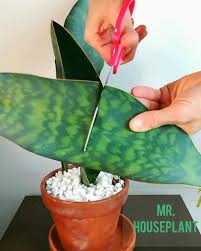 Sansevieria whale fin is the common name for sansevieria masoniana belonging to the agavaceae family. Mr Houseplant I Decided To Propagate My Whale Fin Snake Facebook