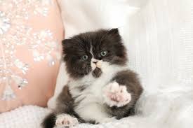 Black And White Persian Cat Persian Kittens For Sale Minnie Persian Kittens White Persian Kittens Persian Kittens For Sale