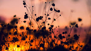 Mv64 Night Nature Flower Sunset Dark Shadow Red Papers Co Laptop Wallpaper Flower Screensaver Computer Wallpaper Desktop Wallpapers