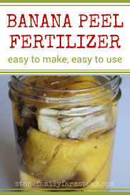 Banana Peel Fertilizer Benefits And Uses Banana Peel Organic Vegetables Banana Peel Uses