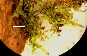 Image result for Hymenophyllum capillare