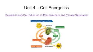 Cellular respiration webquest from cellular respiration worksheet answers , source: Unit 4 Cell Energetics Exploration And Introduction To Photosynthesis And Cellular Respiration Ppt Video Online Download