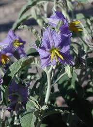 Maybe you would like to learn more about one of these? Plantes Du Maroc Agadir Publications Facebook