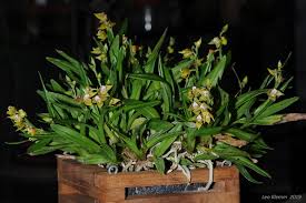 Image result for Polystachya dendrobiiflora