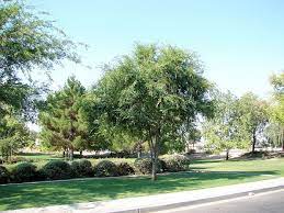 Mature growth is approximately 35 feet high and 35 feet wide, depending on watering and soil conditions. We Love Our Plant Of The Month Ulmus Parvifolia Better Known As Evergreen Elm Or Chinese Evergreen Elm Chinese Elm Tree Elm Tree Bark Xeriscape Landscaping