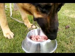 How much should a german shepherd eat. Dog Eating Raw Sliced Pork Tyson The German Shepherd Wonder Dog Meat Chicken Beef Youtube