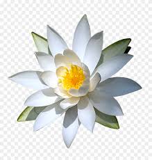 Check spelling or type a new query. Water Lily Png Transparent Images White Water Lily Png Free Transparent Png Clipart Images Download
