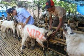 Kupon kurban, format kupon qurban, kupon qurban idul adha, download kupon qurban, kupon qurban doc, cara membuat kupon qurban, desain ku. Panitia Pelaksana Kurban Dilarang Bagikan Kupon Daging