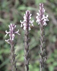 Image result for Striga bilabiata