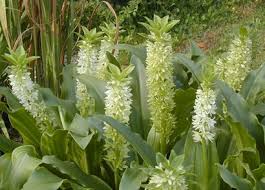 Image result for Eucomis zambesiaca