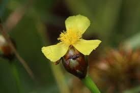 Image result for Xyris