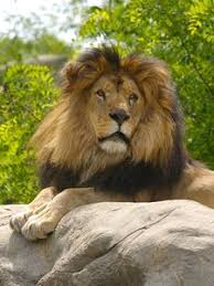 We did not find results for: Lion Old Mobile Cell Phone Smartphone Wallpapers Hd Desktop Backgrounds 240x320 Date Images And Pictures