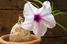 Image result for Ipomoea welwitschii