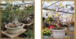 Nursery · dallas, tx, united states. Where To Find Bonsai Trees In Dfw