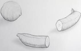 Student Drawing Of Fruit With Cross Contour Lines Fruit Contour Drawing Drawings Natural Form Art