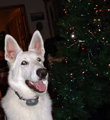 If you like one or more of our german shepherd puppies for sale above, feel free to visit their profile pages. White German Shepherd Puppies Iowa 2021 At En Mdg Sdg3d Undp Org