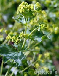 Image result for Alchemilla johnstonii
