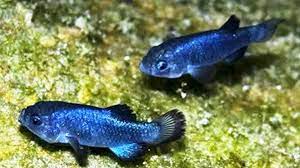 Rarest Fish On Earth Rode Out 10 Foot Waves When Ridgecrest Earthquake Hit Ktla