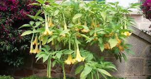 HaHa Moment: What is BURUNDANGA? SCOPOLAMINE