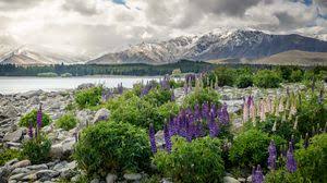 Please contact us if you want to publish a new zealand wallpaper on. New Zealand Wallpapers Hd Desktop Backgrounds Images And Pictures