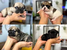 We also raise our puppies the search for the perfect french bulldog puppy for sale can be a very important decision. Welcome To Pinellas Frenchies Pinellas Frenchie