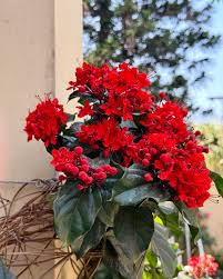 Image result for Clerodendrum splendens