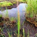 Image result for Oryza barthii