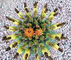 He went to the psychedelic effect of the thc and started seeing things. Foraging Arizona S Wild Foods Phoenix Home Garden