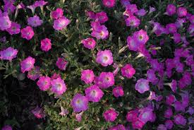 Blooms can spread up to 4 feet/120 cm seeds are pelleted which means it is easier to handle. Petunia X Hybrida Garden Petunia Petunia North Carolina Extension Gardener Plant Toolbox
