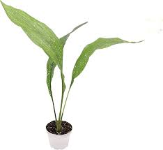 Image result for Aspidistra