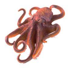 Octopus Transparent Background Png Free Png Images Octopus Png Images Transparent Background