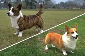 Check spelling or type a new query. The Cardigan Welsh Corgi Vs The Pembroke Welsh Corgi