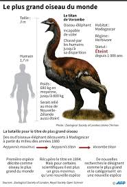 Le Titan De Vorombe Remporte Le Titre De Plus Gros Oiseau Du Monde Sciences Et Avenir Cette video permet aux parents d'apprendre facilement les animaux de la savane et leurs cris aux jeunes enfants. gros oiseau du monde